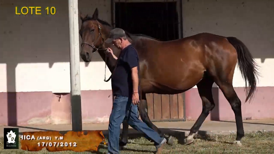 Lote La Bamba Chica (Arg)