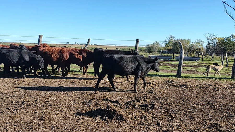 Lote 57 Terneras en Entre Ríos, Don Cristóbal 1ª Sección