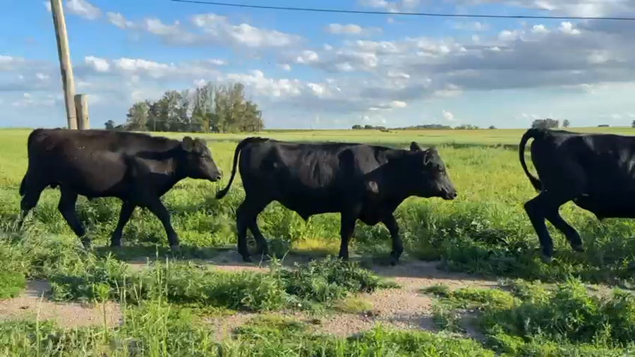 Lote NOVILLOS 1 a 2 AÑOS