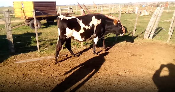 Lote 11 Novillos en Colonia