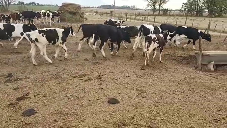 Lote 17 Novillitos y vaquillonas Holando Argentino en Brinkmann, Córdoba