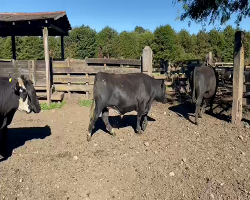 Lote 40 Novillo Gordo en Osorno, X Región Los Lagos