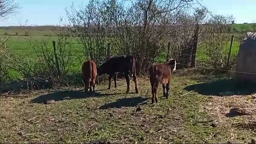 Lote (Vendido)3 Terneras a remate en #48 Pantalla Carmelo 65kg -  en DOLORES