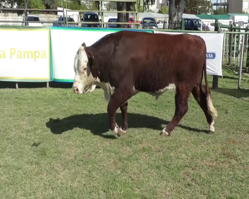 Lote Toro Polled Hereford PR - Cabaña Peuma Yen - B609