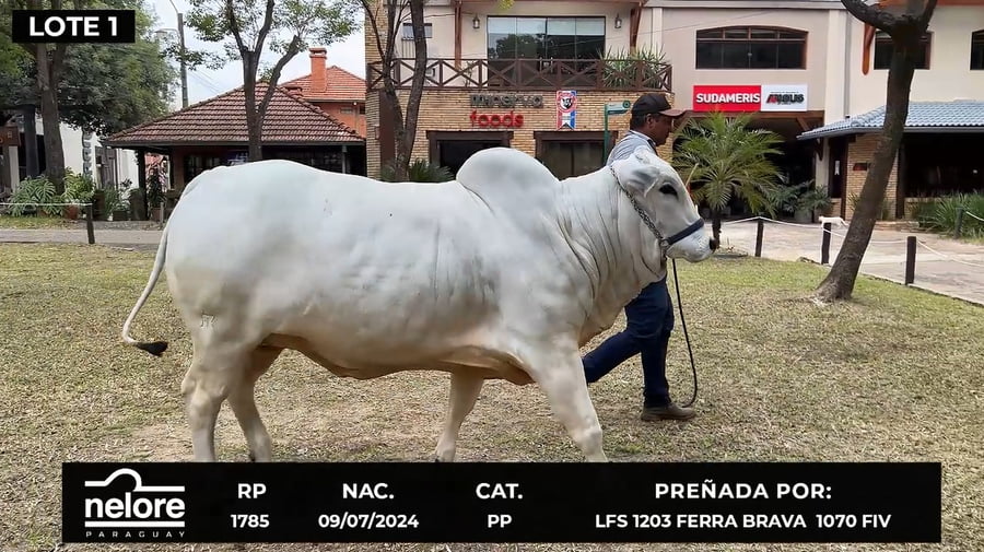 Lote LOTE 1