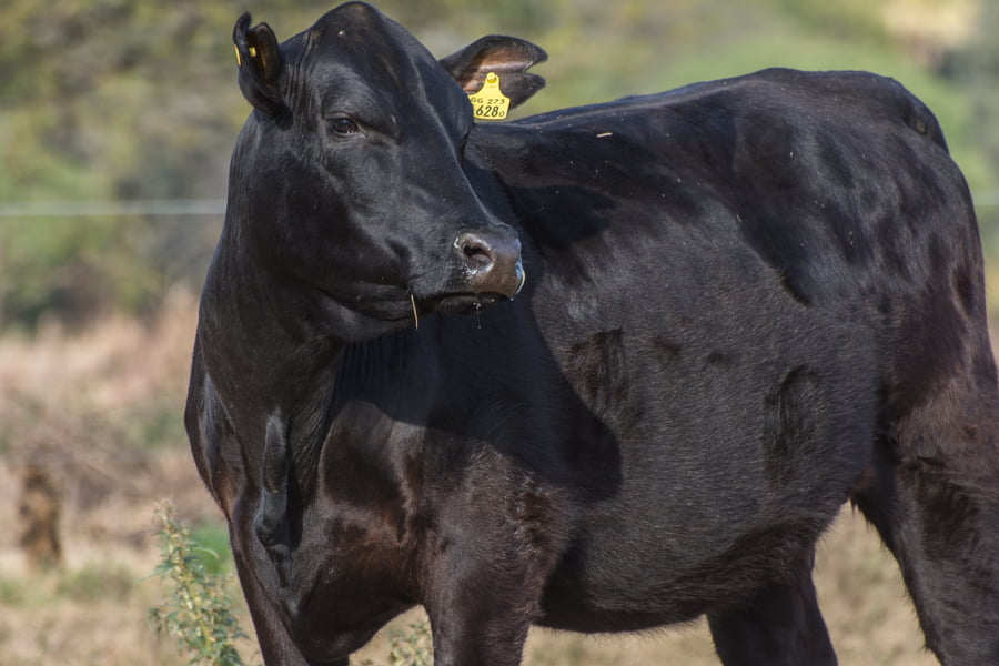 Lote Vaquillona Preñada Cabaña LA AURORA (A692)