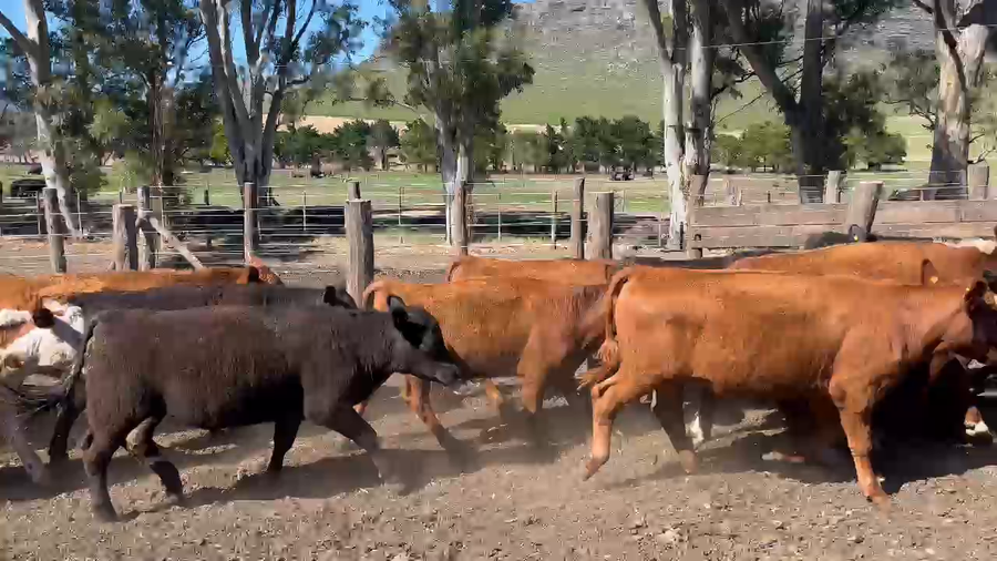 Lote 26 Novillitos y vaquillonas en Balcarce, Buenos Aires