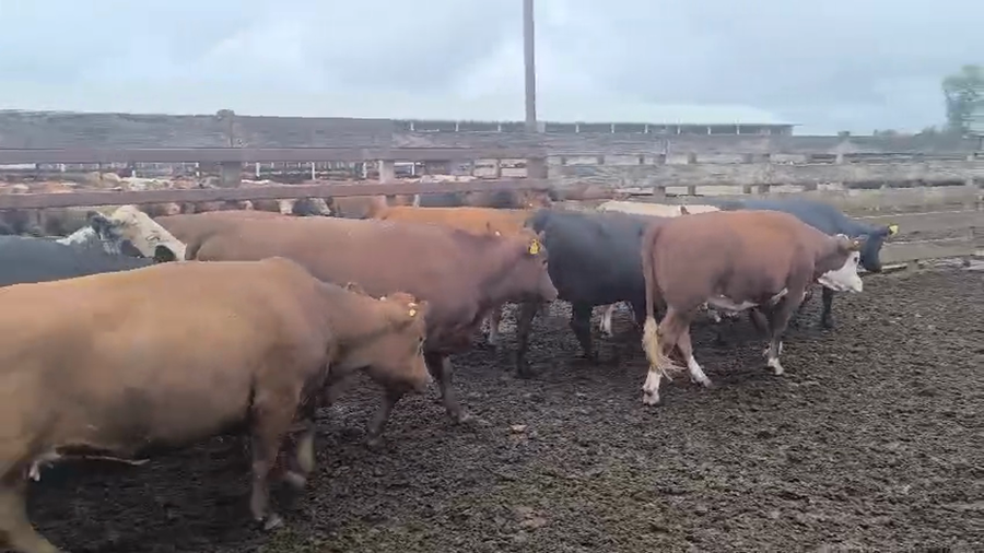 Lote 20 Vaquilla Gorda en Los Ángeles, VIII Región Biobío