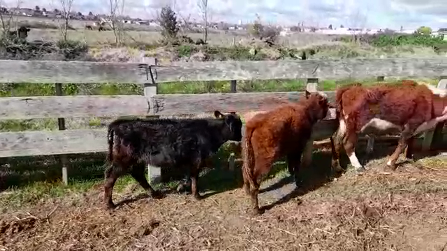 Lote (Vendido)3 Terneras a remate en PANTALLA FEDERICO GARLAND 165kg -  en CARDONA