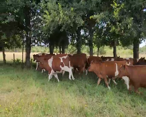 Lote 50 Novillo Engorda en Máfil, XIV Región Los Ríos