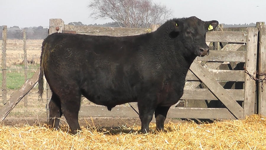 Lote TOROS PUROS POR CRUZA