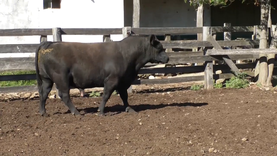 Lote Toro 3 Años