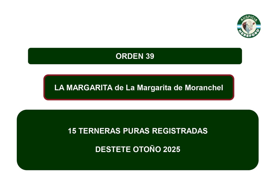 Lote TERNERAS PURAS REGISTRADAS - LA MARGARITA