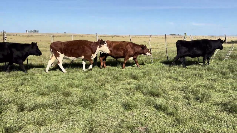 Lote VACAS DE INVERNADA