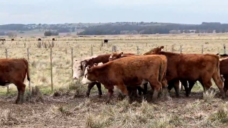 Lote 25 Novillitos y vaquillonas