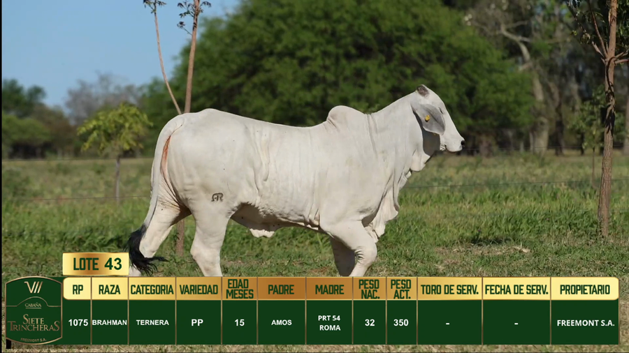 Lote LOTE 43