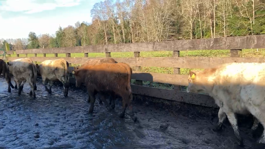 Lote 35 Ternero en Puyehue, X Región Los Lagos