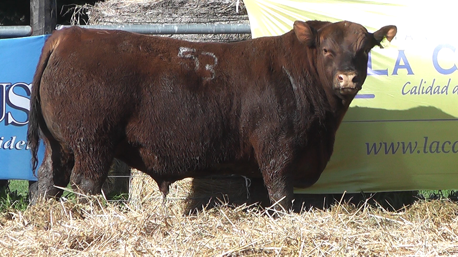 Lote TOROS ANGUS PURO CONTROLADO