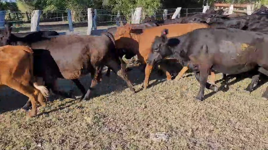 Lote 80 Vaquillonas en Villaguay, Entre Ríos