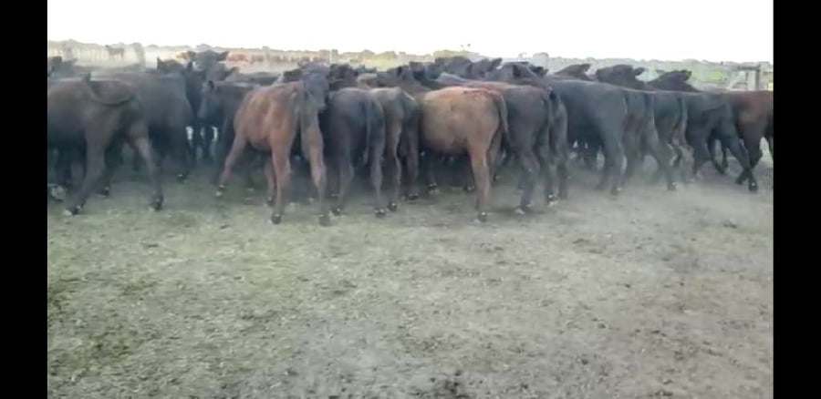 Lote 63 Terneros en Villaguay, Entre Ríos