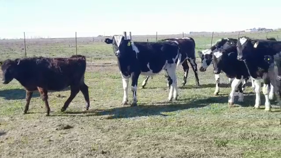 Lote 44 TERNS. MACHOS Y HEMBRAS, T. LAUQUEN, BS. AS.