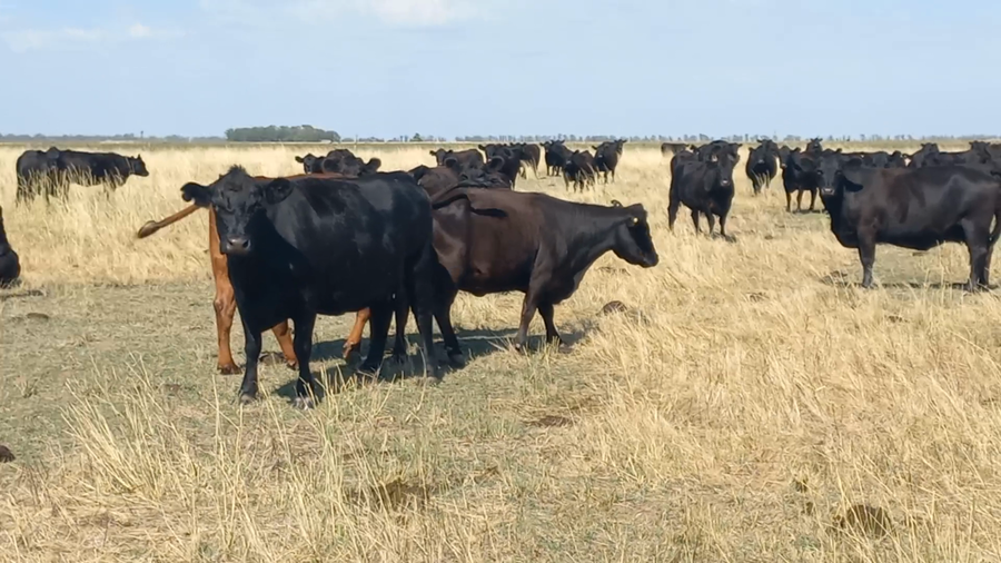 Lote 190 Vientres preñados en Buenos Aires, Bonifacio