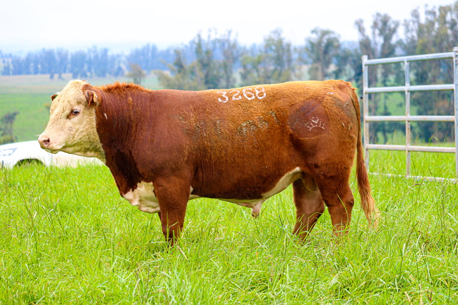 Lote POLLED HEREFORD