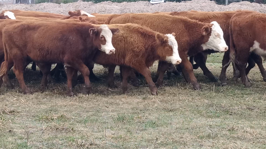 Lote 60 Novillitos en Corrientes, Curuzu Cuatia