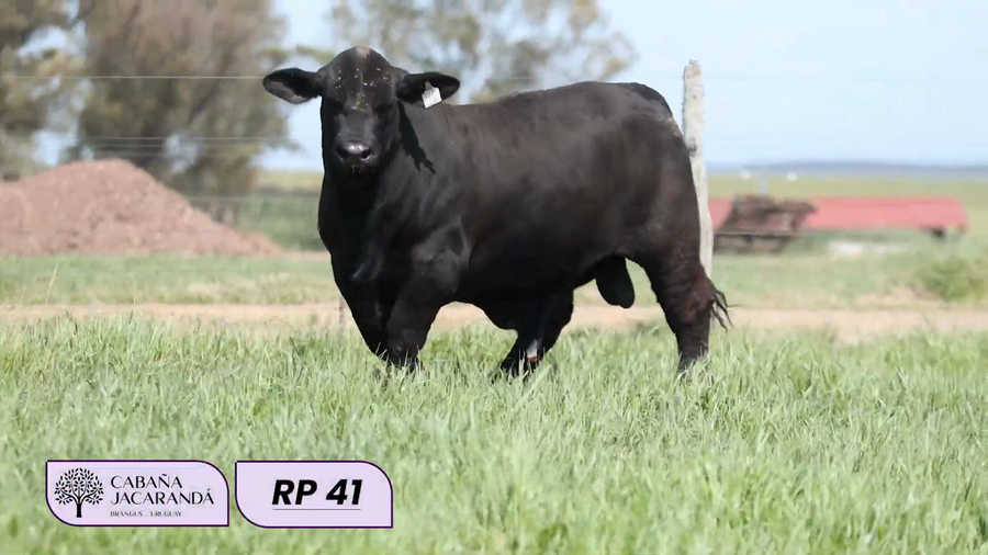 Lote Cabaña Jacarandá