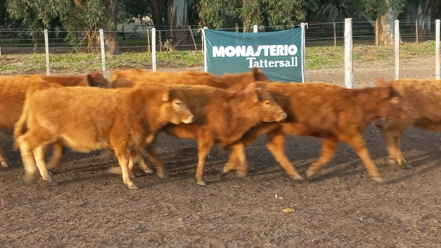 Lote 50 Terneras en Daireaux