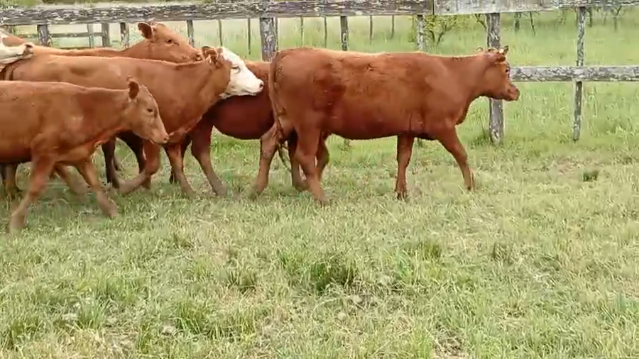 Lote 65 Terneras
