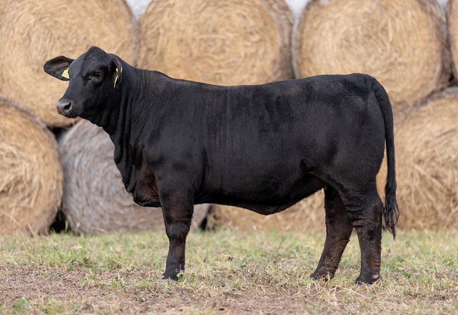 Lote LOTE 19