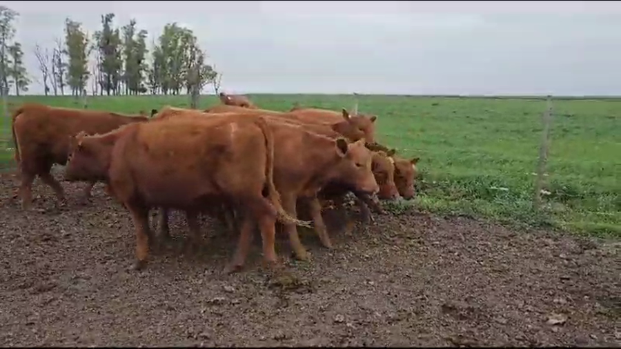 Lote 22 Vaquillonas P/ entorar en Concepción del Uruguay, Entre Ríos