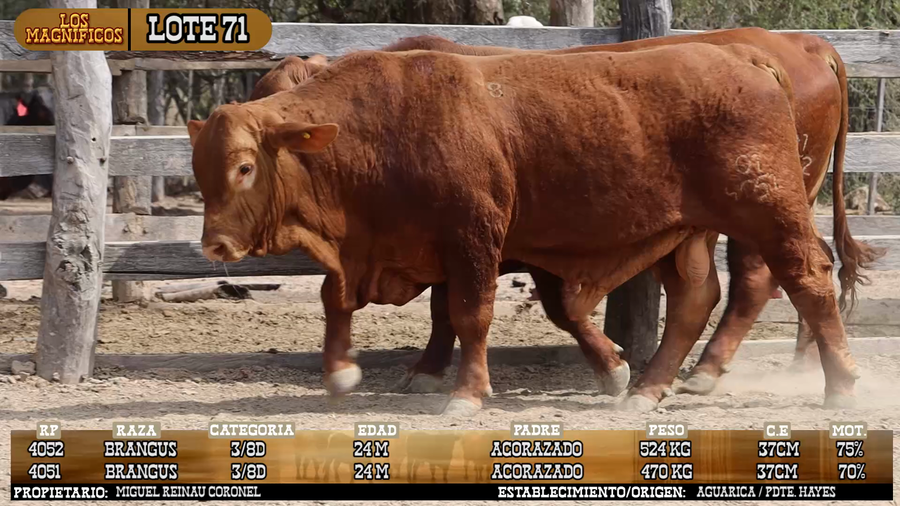 Lote LOTE 71 - PANTALLA