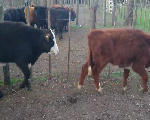 Lote 8 Terneras en Gral. Lamadrid, Buenos Aires