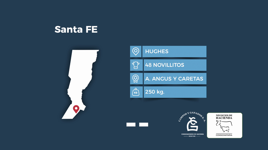 Lote 48 Novillitos en Santa Fe, Hughes