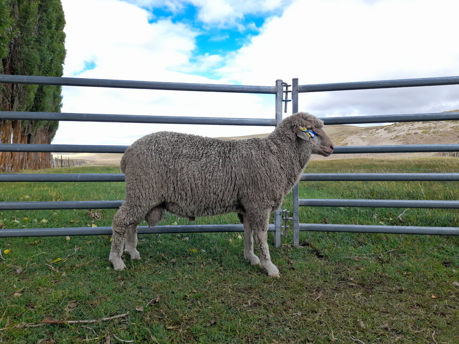 Lote Carnero TOP A, 21-1400