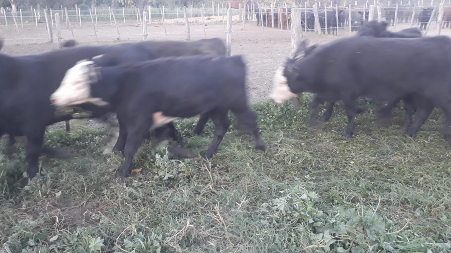 Lote 51 Terneros en Buenos Aires, Daireaux