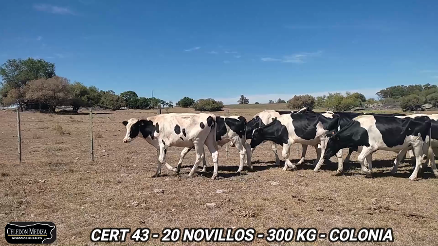 Lote 20 Novillos 1 a 2 años en Colonia