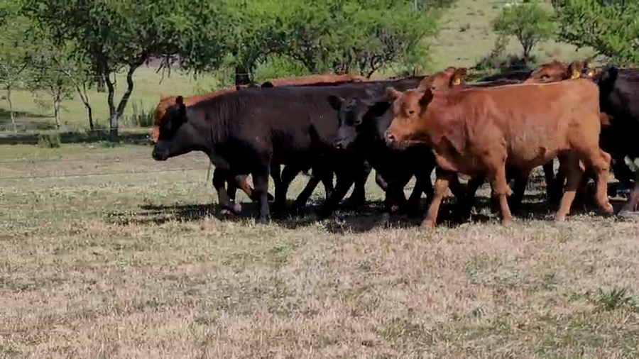 Lote 120 Terneros en Villaguay, Entre Ríos