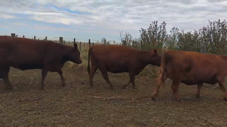 Lote 28 Vaquillonas preñadas
