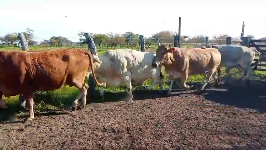 Lote 34 Vacas