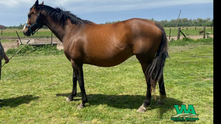 Lote ROMAN DANCING GIRL (Arg)