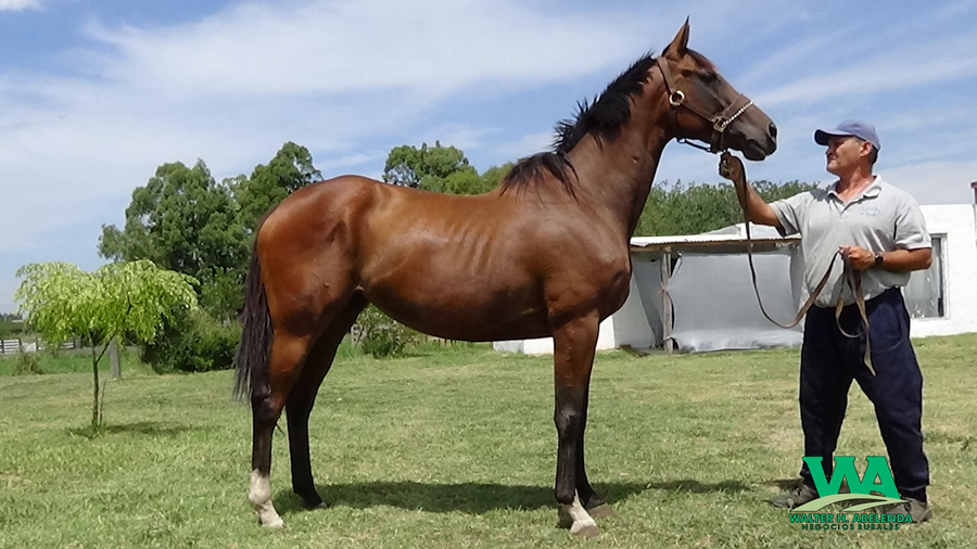Lote CAVALRY DAY