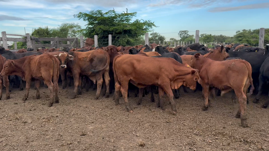 Lote 100 Terneros en Corrientes, San Luis del Palmar