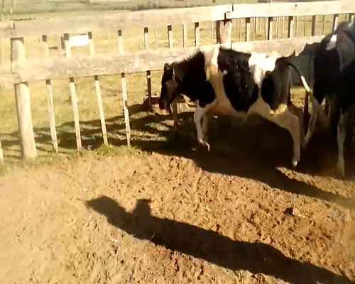 Lote 13 Terneros en Colonia