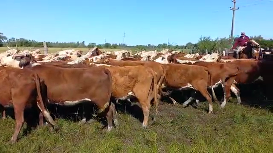 Lote 92 Vacas de invernar en La Paz, Entre Ríos