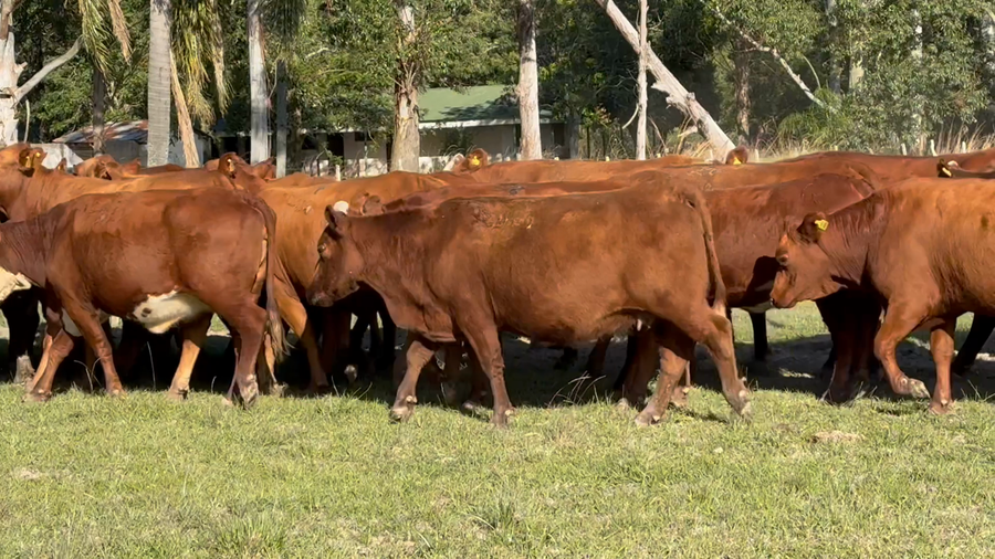 Lote 33 Faena en Corrientes, Mercedes