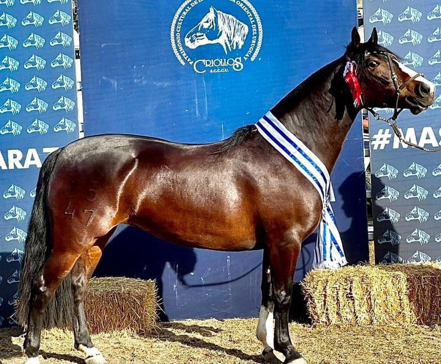 Lote EMBRIONES TARANTULA Y OLIMPICA