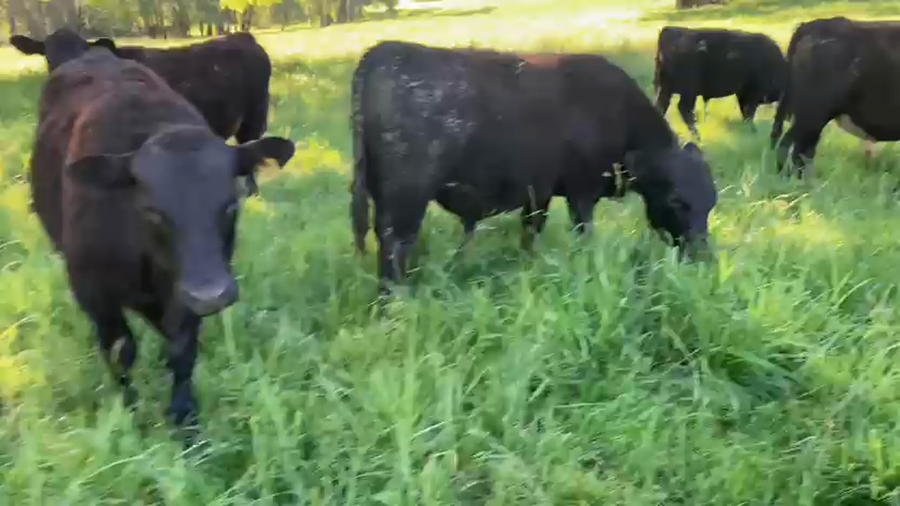 Lote 18 Ternero en Panguipulli, XIV Región Los Ríos